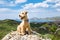 Terrier dog in the mountains on a sky background