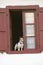 A terrier dog sits in window with red shutters in Sare, France, in Basque Country on the Spanish-French border, near St. Jean de