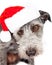 Terrier Dog Wearing Santa Hat In Snow