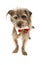 Terrier Dog Wearing Tie Licking Lips