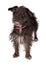 Terrier Female Mixed Breed Wire-haired