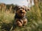 Terrier running in the grass, close-up. Made with Generative AI