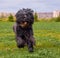 Terrier Zordan Black runs across field meadow