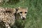 Terrific Cheetah Cat Licking His Nose with His Tongue