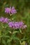 Terrific Flowering and Blooming Purple Bee Balm Blossoms