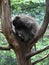 Terrific Porcupine Sitting in a Tree without Bark