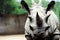 Terrifying rhino horn close-up against gray wall of zoo.