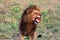 Terrifying roar of a african lion. Masai Mara