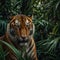 A terrifying tiger hidden among the dark green large palm leaves.