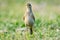 Territorial behaviour in Paddyfield Pipit bird