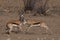 Territorial conflict, two Springbuck rams take on one another