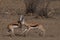 Territorial conflict, two Springbuck rams take on one another