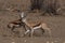 Territorial conflict, two Springbuck rams take on one another