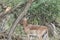 Territorial Impala ram in african landscape