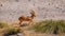 A territorial male black-faced impala (Aepyceros melampus petersi) showing his dominance, Onguma Game Reserve, Namibia.