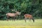 Territorial red deer stag calling and displaying during mating season