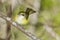 Territorial white eyed vireo