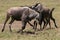 Territorial Wildebeest Fighting on the Serengeti