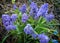 Terry Blue Muscari