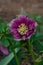 Terry burgundy hellebore flower Double Ellen Red. Maroon purple hellebore or lenten rose blooming in the garden