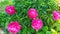 Terry burgundy peonies. Blooming perennial shrubs of peonies in summer. Garden decoration with flower bushes