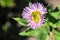 Terry chamomile with purple petals on a blurred background.