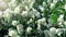 Terry Chubushnik is an ornamental shrub with white flowers.