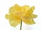 Terry fringed yellow tulip Exotic Sun on an isolated background