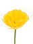Terry fringed yellow tulip Exotic Sun on an isolated background