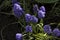 Terry muscari Fantasy Creation - blue muscari, grape hyacinths. Beautiful spring flowers blooms in the flowerbed, blurred