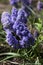 Terry muscari Fantasy Creation - blue muscari, grape hyacinths. Beautiful spring flowers blooms in the flowerbed, blurred