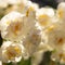 Terry Narcissus. Very beautiful double daffodil flowers in the morning sun. White and yellow double daffodil on blurred