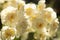 Terry Narcissus. Very beautiful double daffodil flowers in the morning sun. White and yellow double daffodil on blurred