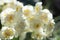 Terry Narcissus. Very beautiful double daffodil flowers in the morning sun. White and yellow double daffodil on blurred