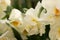 Terry Narcissus. Very beautiful double daffodil flowers in the morning sun. White and yellow double daffodil on blurred
