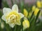 Terry narcissus. A very beautiful terry narcissus flower with petals of white and yellow flowers on a green background of leaves.