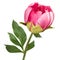 Terry pink peony blooming flower isolated