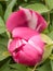 Terry pink peony flower bud