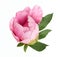 Terry pink peony flower bud isolated