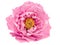 Terry pink peony flower isolated