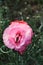 terry pink poppy