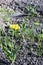 Terry tulips growing in a row. Early flowers of yellow tulips bloomed in spring in the garden. Primroses. Spring first garden