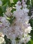 terry white lilac