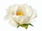 Terry white peony flower isolated