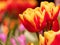 Terry yellow-red tulips. Tulips close up.