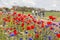 TERSCHELLING, NETHERLANDS, June 20, 2015: Tourists cycling through a sea of colorfull flowers on the wadden islands of the