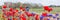 TERSCHELLING, NETHERLANDS, June 20, 2015: Tourists cycling through a sea of colorfull flowers on the wadden islands of the