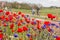 TERSCHELLING, NETHERLANDS, June 20, 2015: Tourists cycling through a sea of colorfull flowers on the wadden islands of the