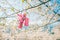 Teru Teru Bozu. Japanese Rain Doll hanging on Sakura tree to pray