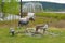 The teslin bridge with wild-life statues in the foreground